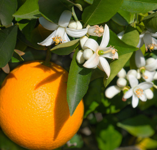 The Science Behind Scent and Memory: Why Certain Smells Trigger Emotions